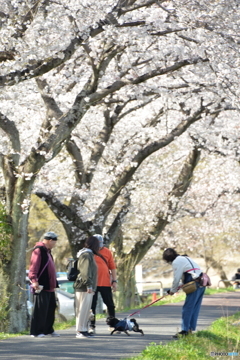 桜とワンコと