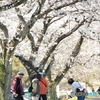 桜とワンコと