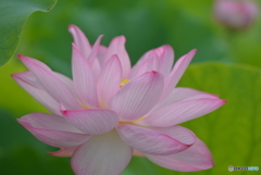 古代蓮