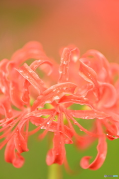 曼珠沙華
