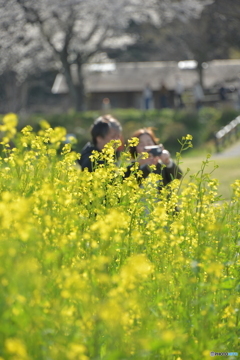 菜の花と桜とご夫婦と