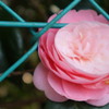 IMG_0300