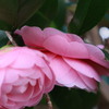 IMG_0307
