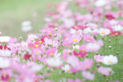 寄り添うコスモス