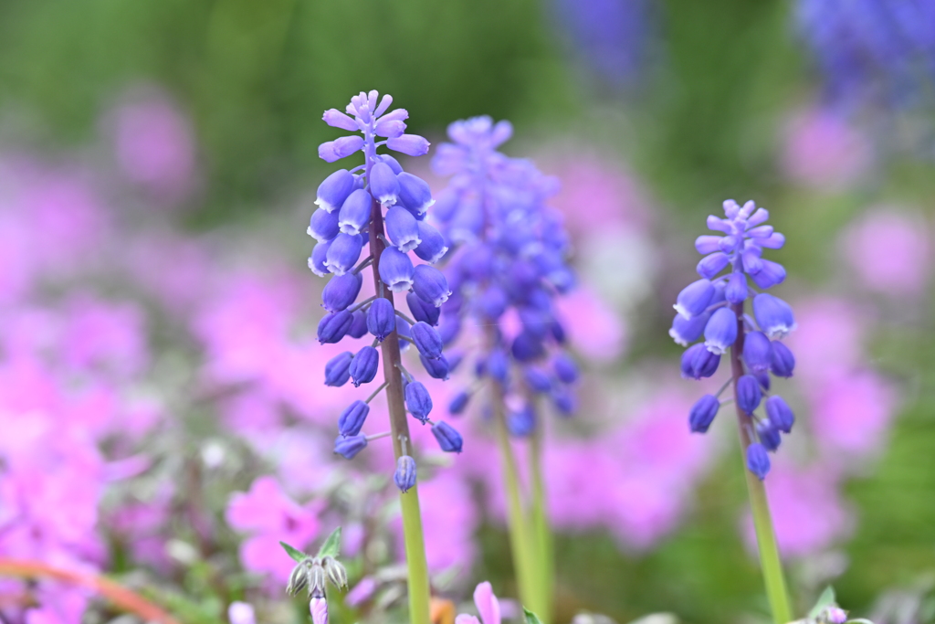 ご近所の花壇