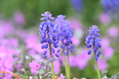 ご近所の花壇