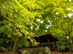 西公園　もみじ谷