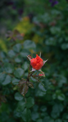 Blooming soon 