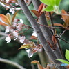 桜#1
