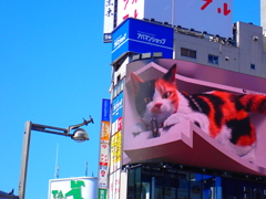 新宿猫
