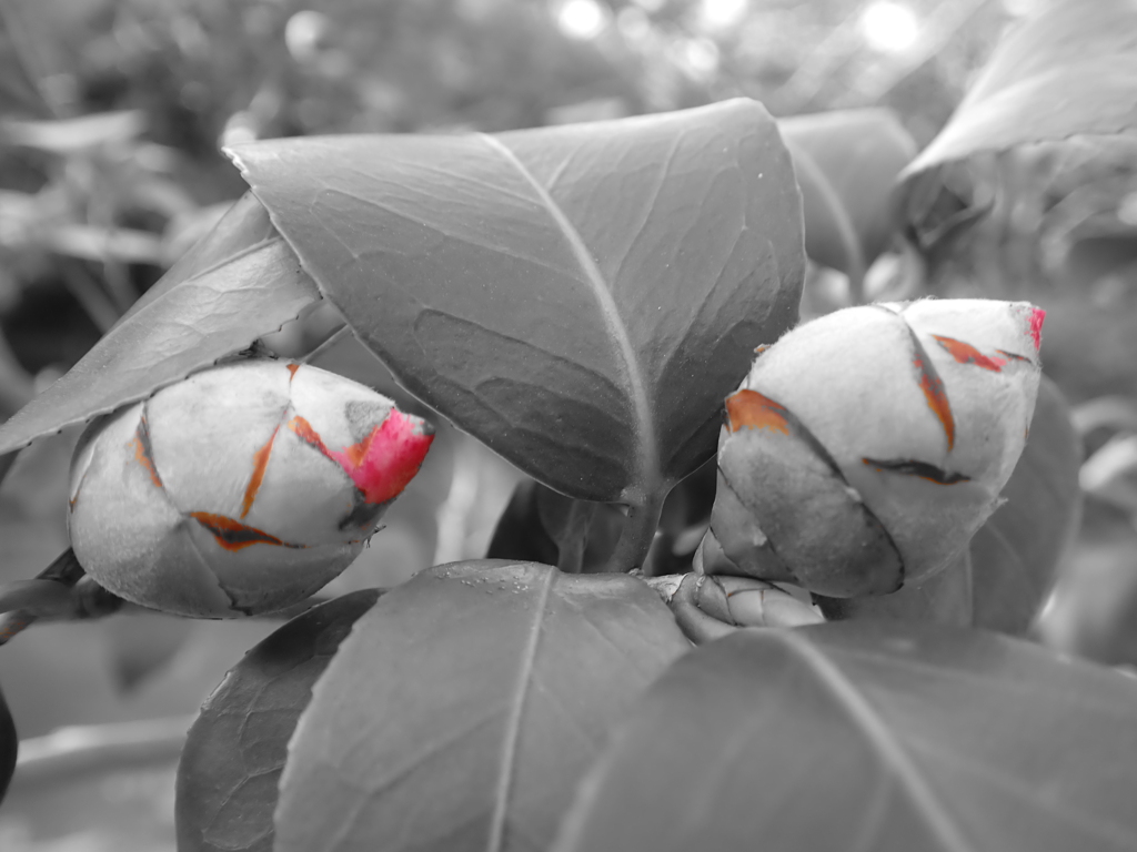 敢えて蕾で…