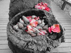 自然の恵み