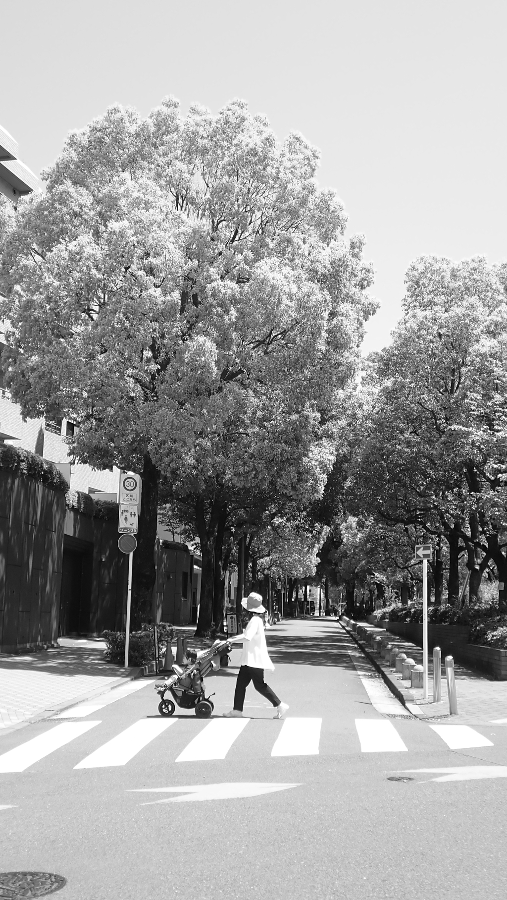 街路樹
