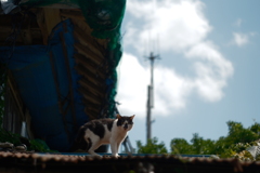 鋸山 その３