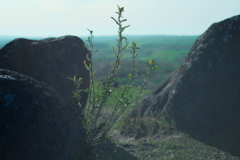 grow
