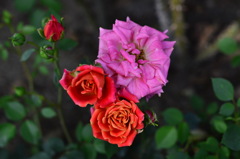 _CSC1771
