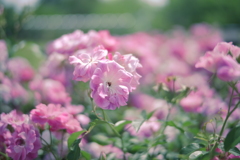 昼薔薇