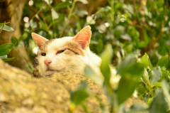 ねこ