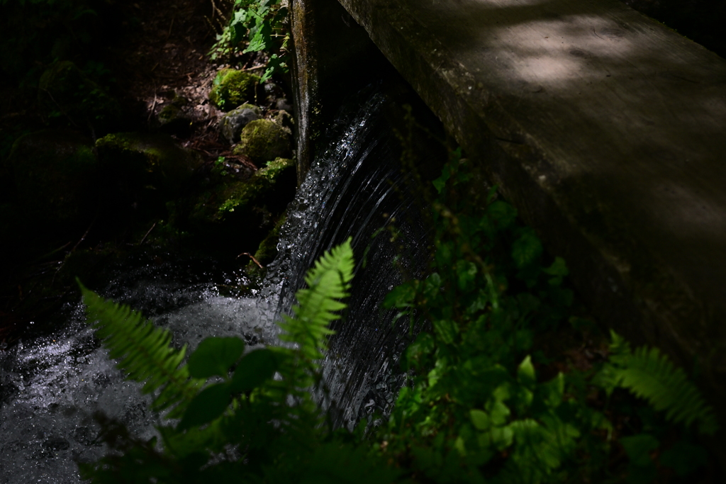 DSC_1246