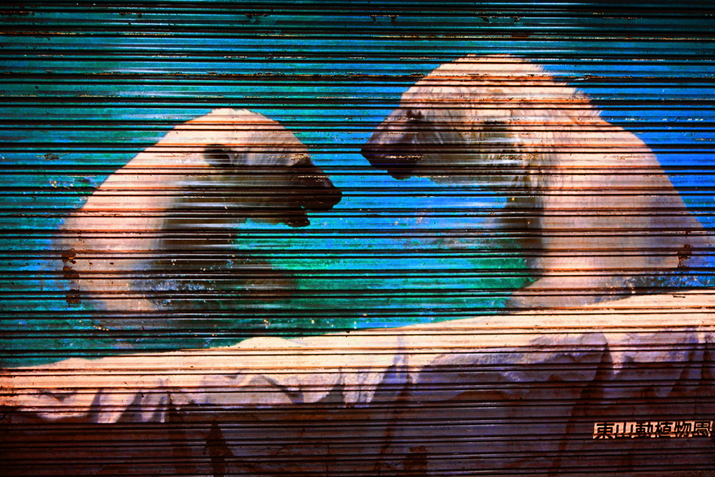 Shutter  art