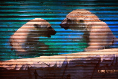 Shutter  art