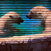 Shutter  art