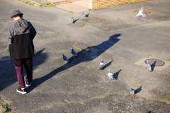 鳩の餌やり
