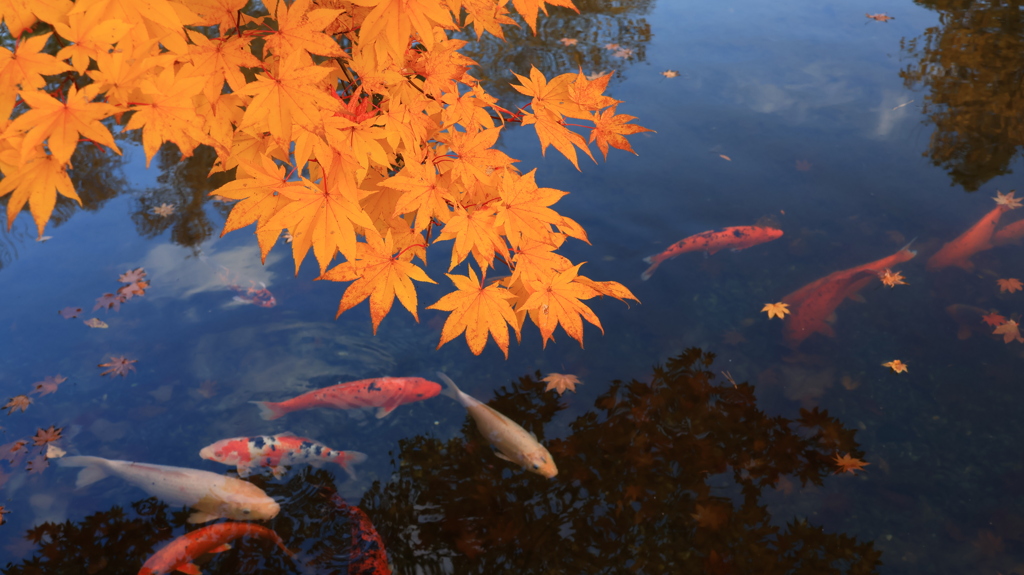 紅葉