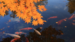 紅葉