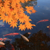 紅葉
