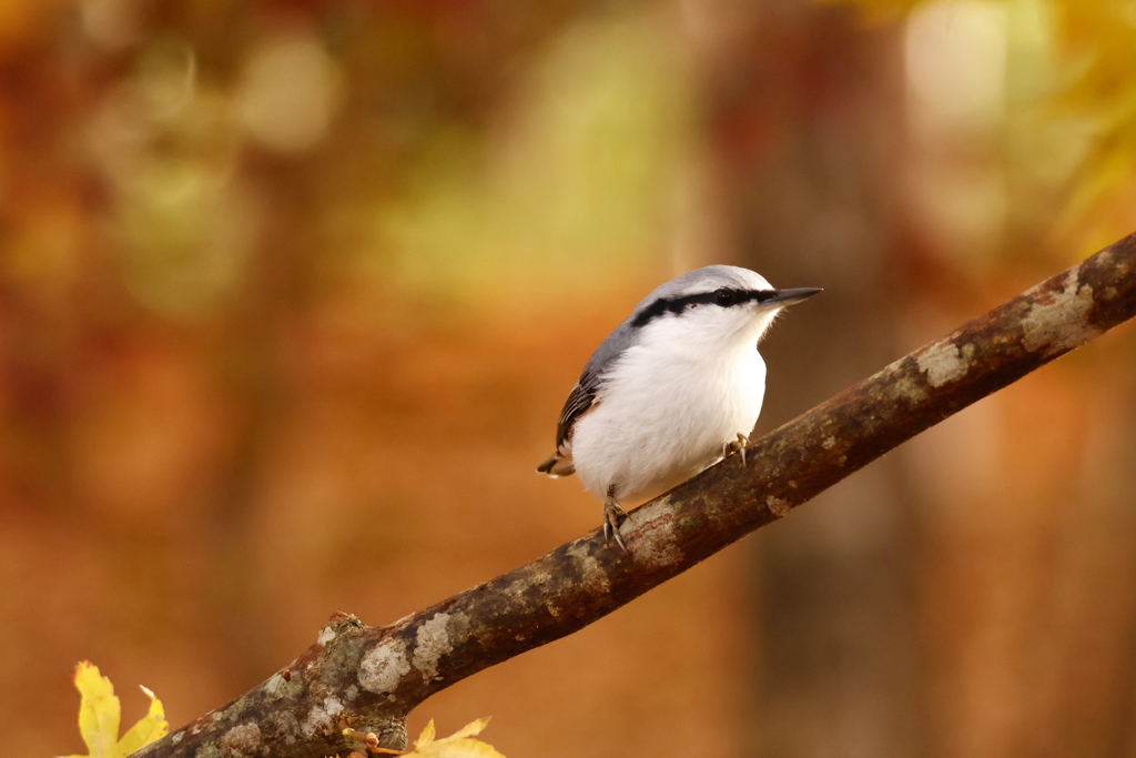 サングラス秋コーデ