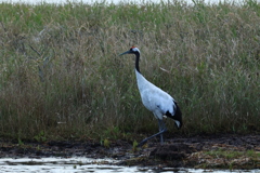 野付半島のタンチョウ