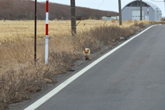 野付半島のキタキツネ