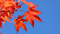 紅葉