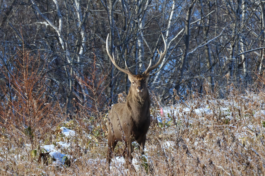 エゾシカ