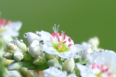 ソバの花