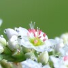 ソバの花
