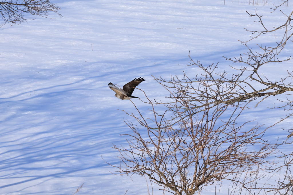 雪原のノスリ