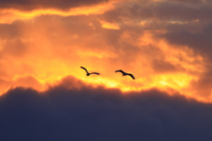 夕空を翔ぶタンチョウ