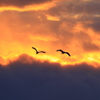 夕空を翔ぶタンチョウ