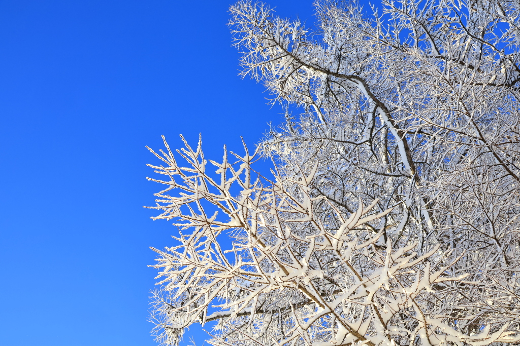 冬の木