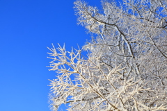 冬の木