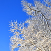 冬の木