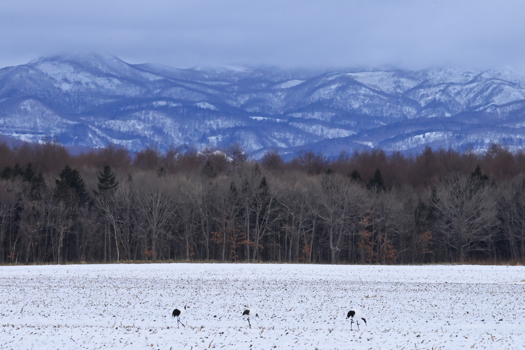 タンチョウのいる風景