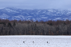 タンチョウのいる風景