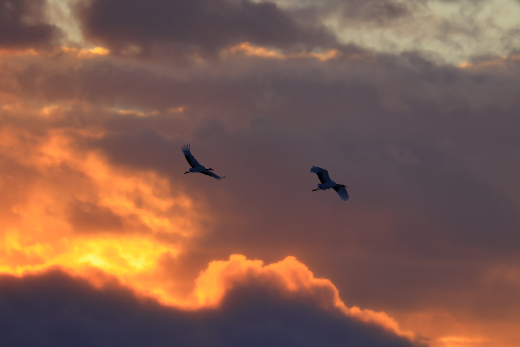 夕空を翔ぶタンチョウ