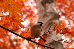 紅葉の森