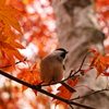 紅葉の森