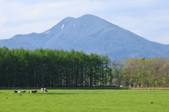 牛のいる風景