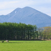 牛のいる風景